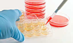 Cell Culture Process